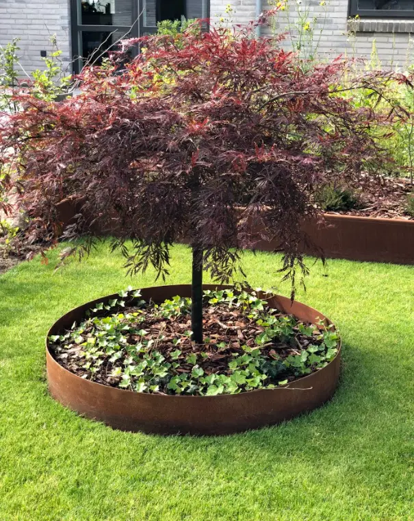 Japansk løn i rund plantebed i have